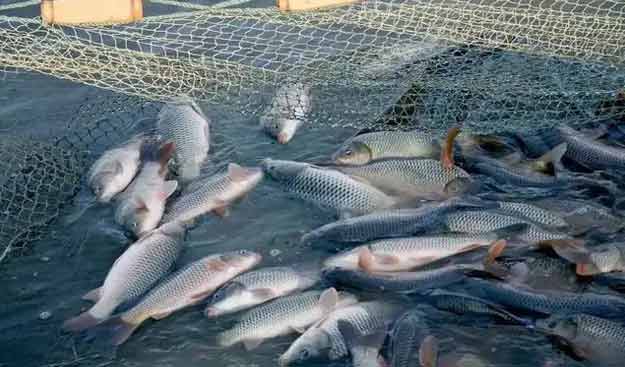 羅茨鼓91视频网页版免费水產養殖鱖魚案例