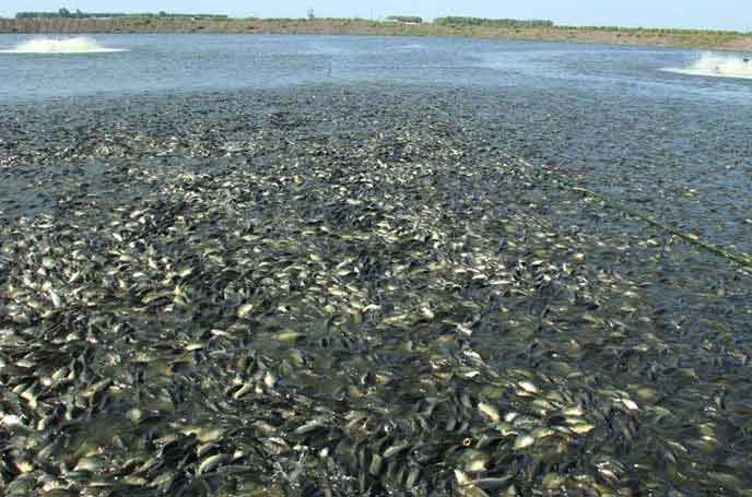 水產養殖羅茨91视频网页版免费 水產養殖羅茨91视频网页版免费